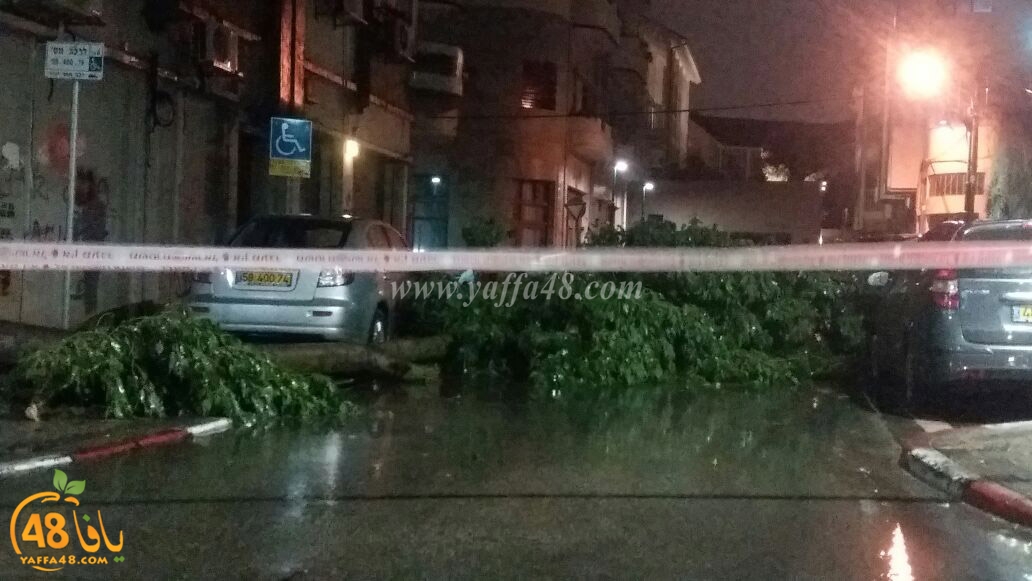 treej hsadua (1).jpg